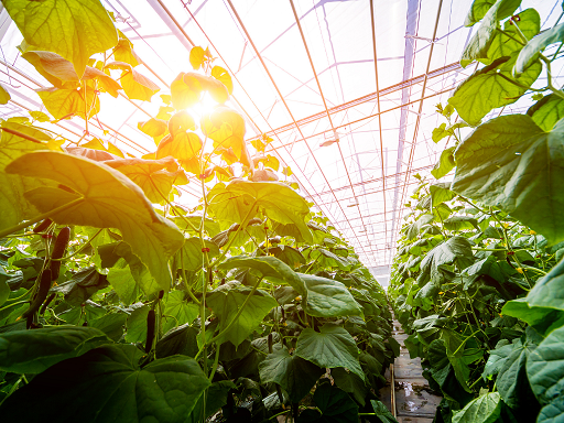 Greenhouse from the inside Gas measurement in the greenhouse