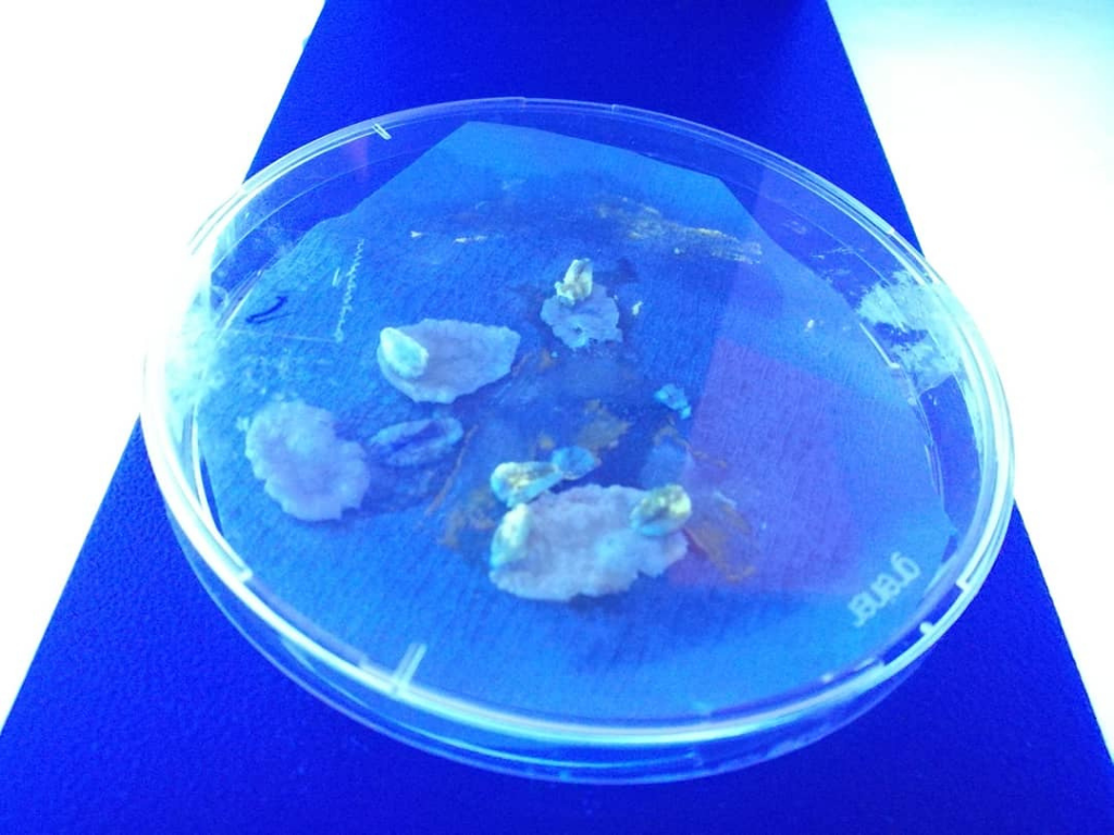 Slime moldPhysarum Polycephalum in a petri dish